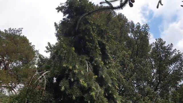Pseudotsuga menziesii 'Glauca Pendula' douglaska tisolistá смотреть онлайн