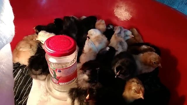 Инкубация цыплят - это просто. смотреть онлайн