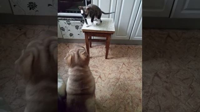 Шарпей и кошка -подружка смотреть онлайн