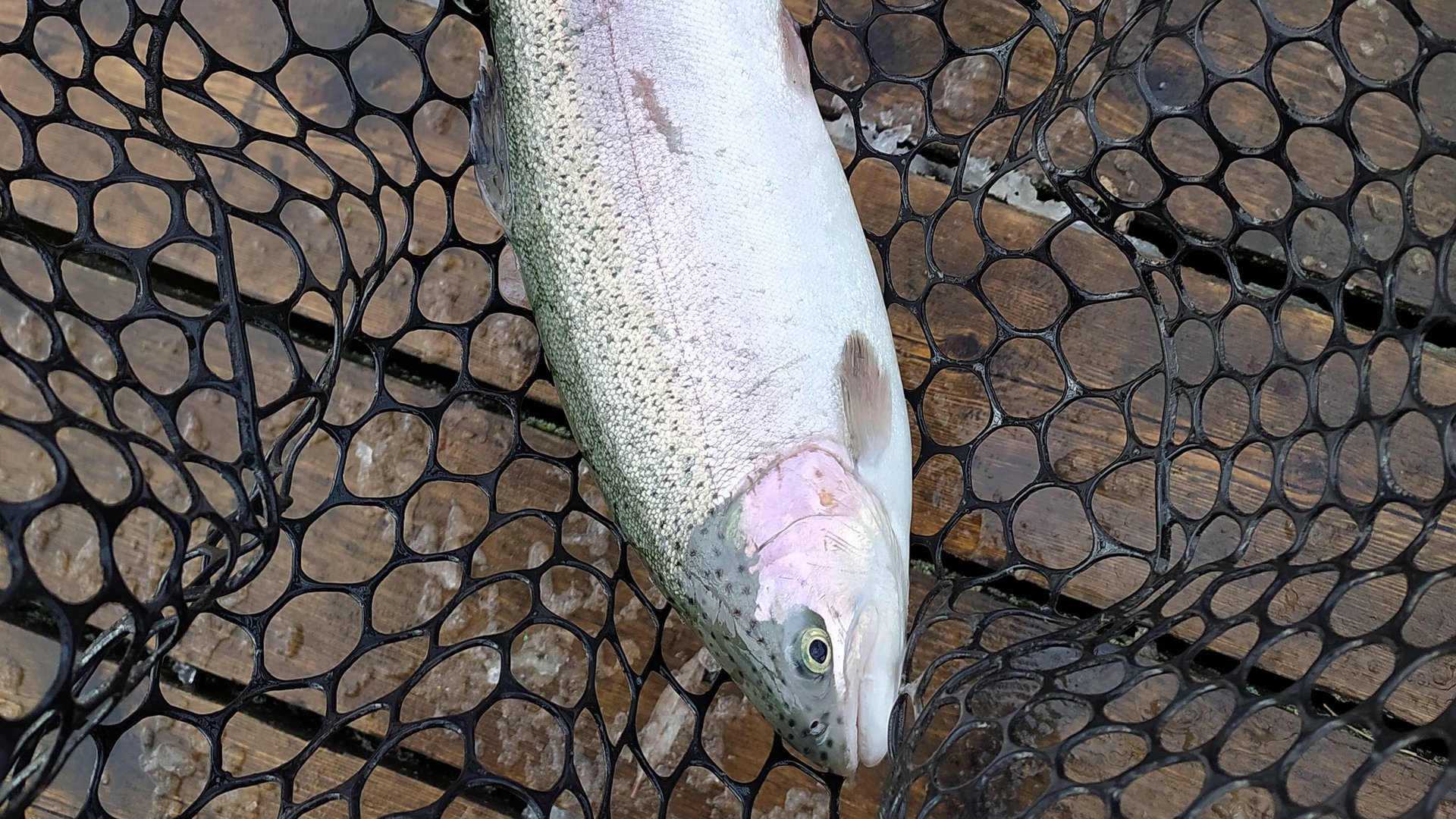 FISHERIX. Трудовая рыбалка 22 октября 2023 года