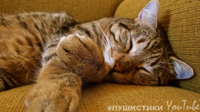 Разве я тебе не МАМА...?! Ну, прошу.. НЕ УМИРАЙ! / Грустные стихи про кошек смотреть онлайн