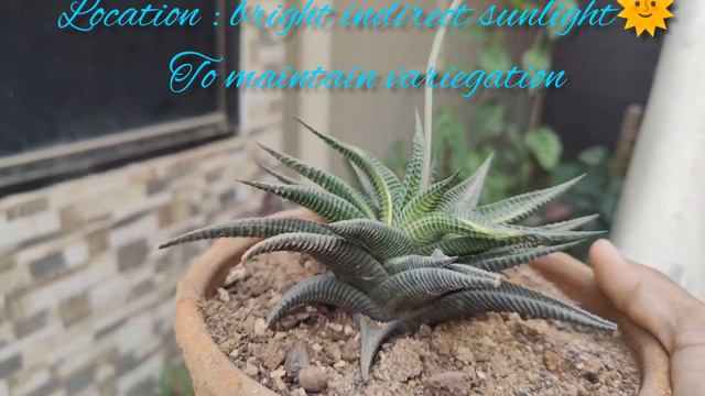 #02Haworthia limifolia सबसे आसान तरीका RARE Haworthia limifolia f.variegata caretips #youtubevideo смотреть онлайн