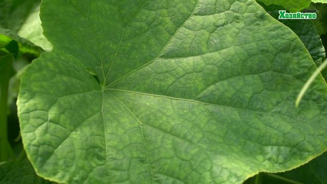 Проблема с огурцами!!! Что делать?? Как определить недостаток смотреть онлайн