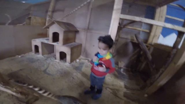 ВЛОГ Контактный зоопарк для детей смотреть онлайн