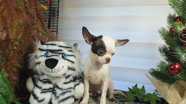 ПРОДАЮ МИНИ девочку породы ЧИХУАХУА Мари Мистик Миледи Др 16/07/2021 г . Вес 1,6 кг , в холке 20 см смотреть онлайн