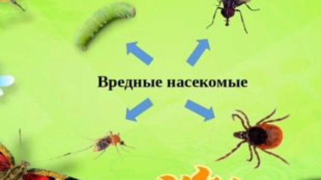 Насекомые на лугу смотреть онлайн