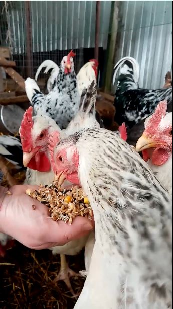 Как увеличить яйценоскость кур. смотреть онлайн