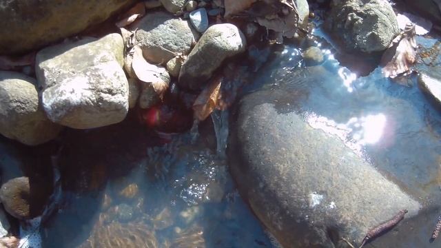 ? Прогулка с металлоискателем TX850, что я там увидел! смотреть онлайн