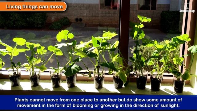 Living and Non Living Things For Kids | Periwinkle смотреть онлайн