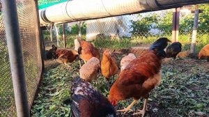 Куры Для Начинающих. Мой опыт. Что важно и что нет?