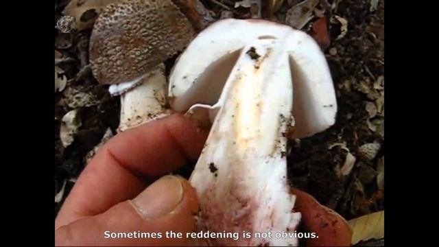 Amanita rubescens. Champimaginatis. English Text. смотреть онлайн