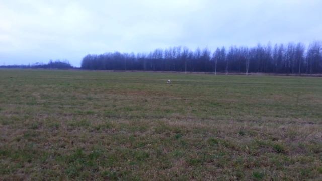 отрабатываем челнок, управление свистком, Райд 7 мес, по Ирвингу 1.0, работа над ошибками смотреть онлайн