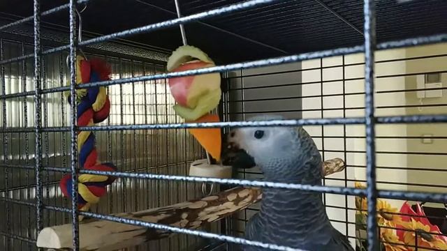 Встречаем птенца попугая Жако на вокзале и его первые дни дома смотреть онлайн