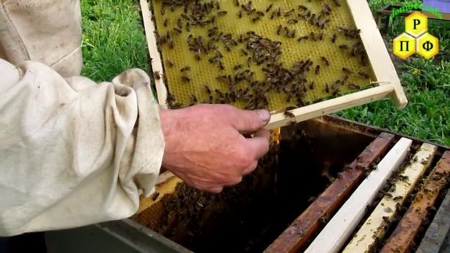 Пчеловодство.Признаки отсутствия и наличия матки в гнезде смотреть онлайн