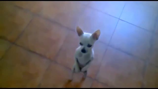 Смешные видео про животных Улетные животные смешно до слез Смешные животные до слез смотреть онлайн