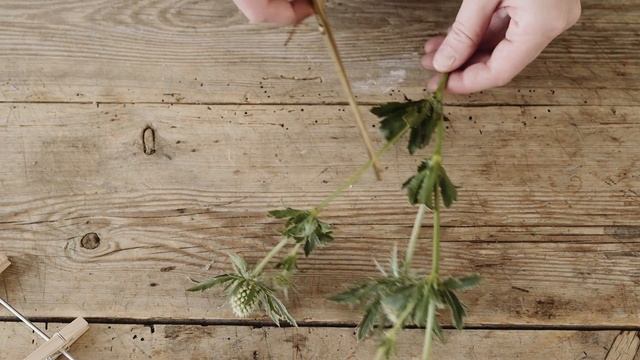DIY : Homemade flower display by Søstrene Grene смотреть онлайн