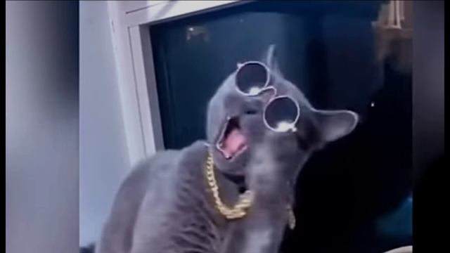 Багира, ты ли это?