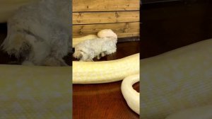 Питон ест кролика 5кг