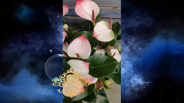 Антуриум Андреанум Принцесса Амалия смотреть онлайн