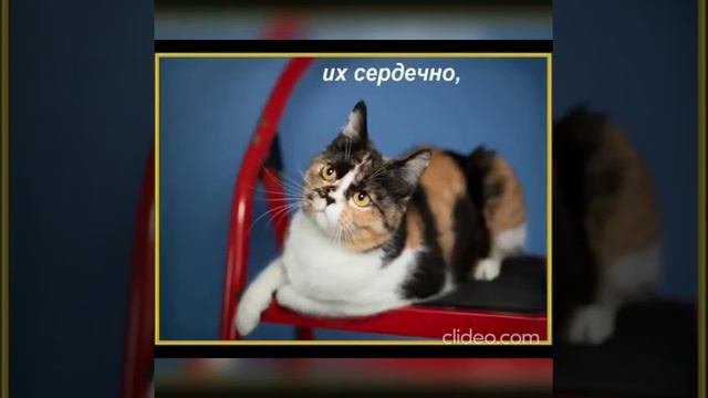 С днем Кошек смотреть онлайн