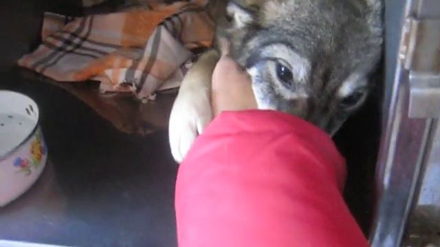 Жужа смотреть онлайн