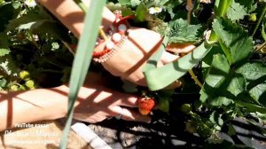 ОПОРА ПОД КЛУБНИКУ СВОИМИ РУКАМИ/СПОСОБ СДЕЛАТЬ ПОДПОРКИ