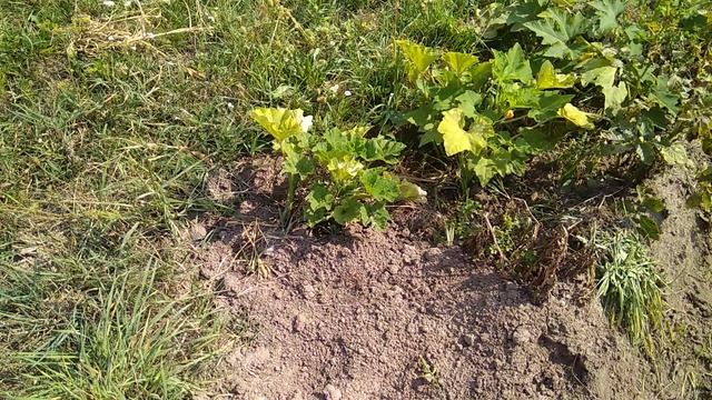 Разница в развитии кабачков на крапиве и без нее. Результат. смотреть онлайн
