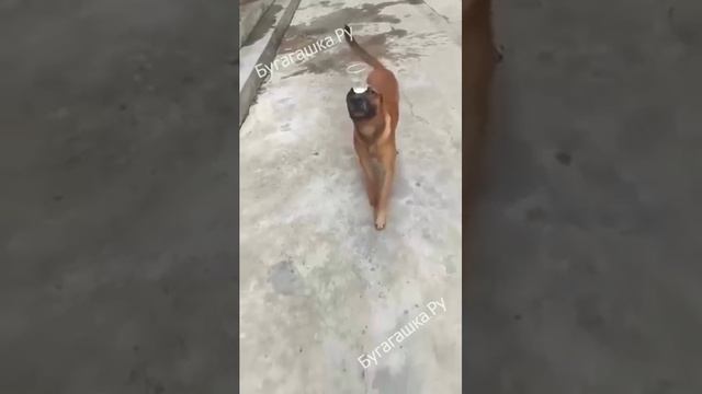 Смешные животные. №2