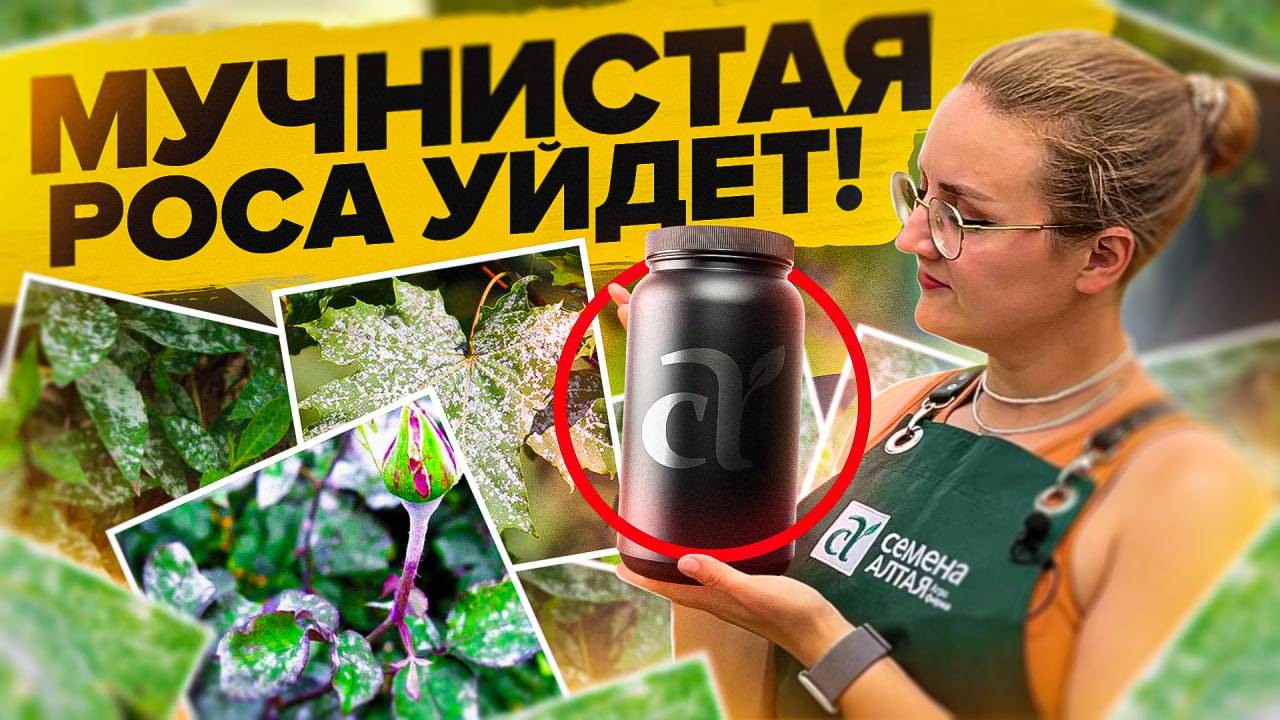 МУЧНИСТАЯ РОСА на ОГУРЦАХ, СМОРОДИНЕ, РОЗАХ, КРЫЖОВНИКЕ... ЧЕМ ЛЕЧИТЬ? смотреть онлайн