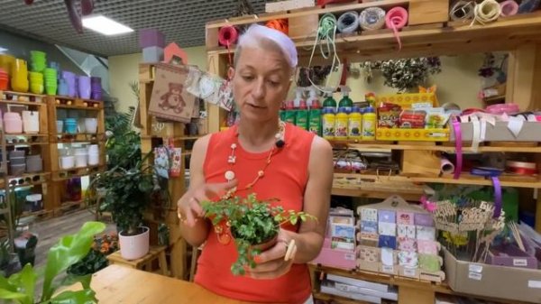 Асплениум Сьюзи - обзор необычного сорта папоротника асплениума | Неприхотливое комнатное растение