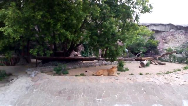 Московский зоопарк 2017 смотреть онлайн