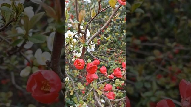 Декоративная японская айва смотреть онлайн