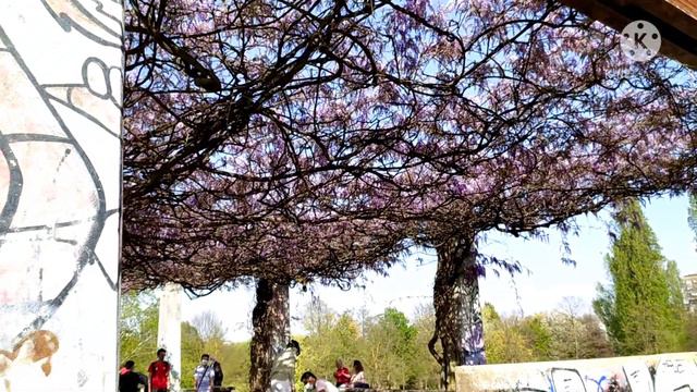 All about Wisteria Flower/Spring Flower/Japanese & Chinese Wisteria/Wisteria in india/Glicine Flowe смотреть онлайн