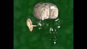 строение уха