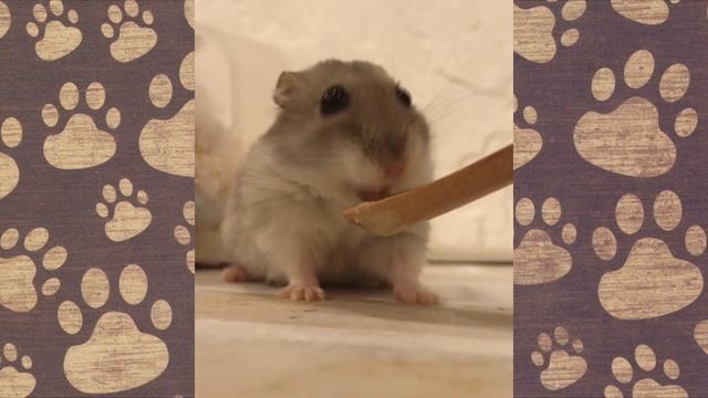 СЕМКА СМЕШНЫЕ ПРИКЛЮЧЕНИЯ хомячка ДЖУНГАРИКА! Смешная ОЗВУЧКА смотреть онлайн