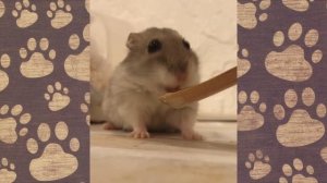 СЕМКА СМЕШНЫЕ ПРИКЛЮЧЕНИЯ хомячка ДЖУНГАРИКА! Смешная ОЗВУЧКА