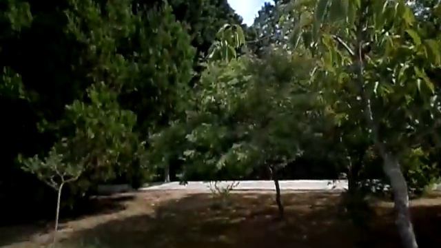 Белка делает запасы на зиму в Дендрарии.The squirrel makes supplies for the winter in the Arboretum смотреть онлайн