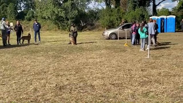 Выставка собак.В конце самое интересное. - Дрессировка служебных собак.Породы собак смотреть онлайн