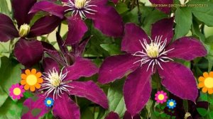 Клематис гибридный Ниобе. Краткий обзор, описание характеристик, где купить саженцы clematis Niobe