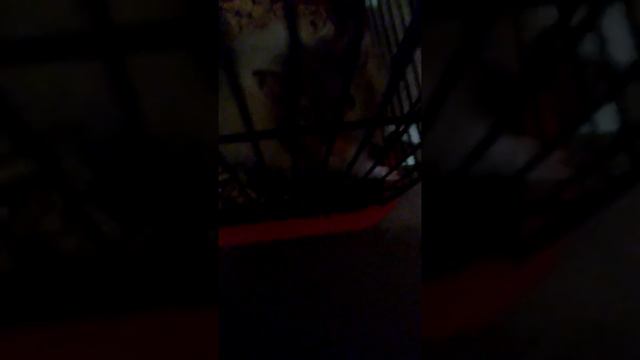 Мои хомяки 🐹 смотреть онлайн