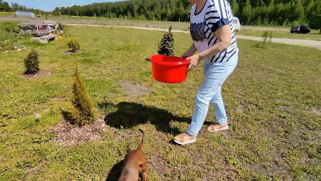 Покупаем рыбок в Елгаве и запускаем в пруд . Подарок сыну на День рождения ! 5 июня 2022 . смотреть онлайн