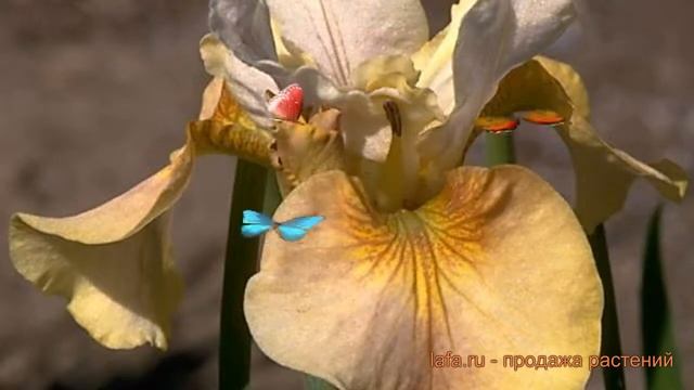 Ирис сибирский Уайт Эмбер (iris sibirica uayt-ember) ? обзор: как сажать, луковицы ириса Уайт Эмбер смотреть онлайн