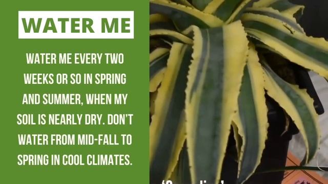 Agave - Varieties & Care Instructions: Agave Americana, CENTURY PLANT, Agave stricta, Agave Colorat смотреть онлайн