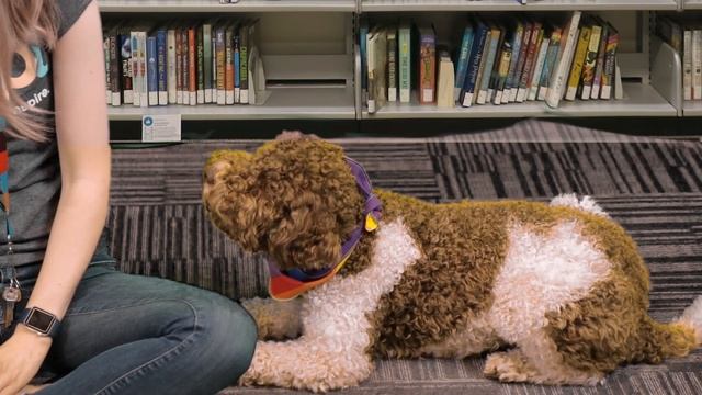 Crack the Case: Summer Reading Club 2021 at NVDPL смотреть онлайн