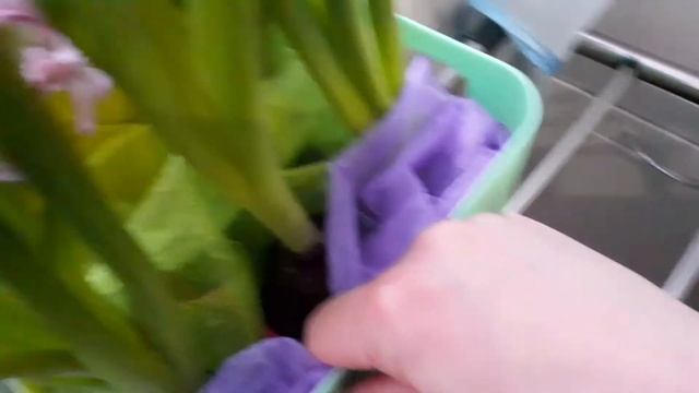 ОГОРОД НА ПОДОКОННИКЕ | ГИАЦИНТЫ К 8 МАРТА | РАСЦВЕЛИ ГИАЦИНТЫ В КВАРТИРЕ 13 МАРТА 2021 г. смотреть онлайн