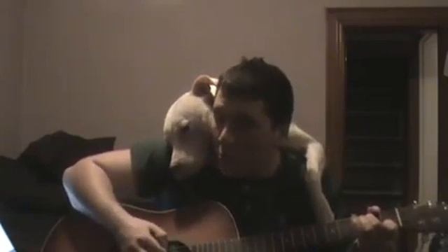 Looks Like This Pitbull Wants To Be In The Band смотреть онлайн
