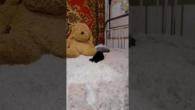 Знакомство котенка с кошкой. смотреть онлайн
