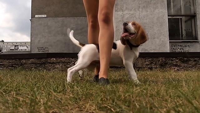 Как научить собаку командам 