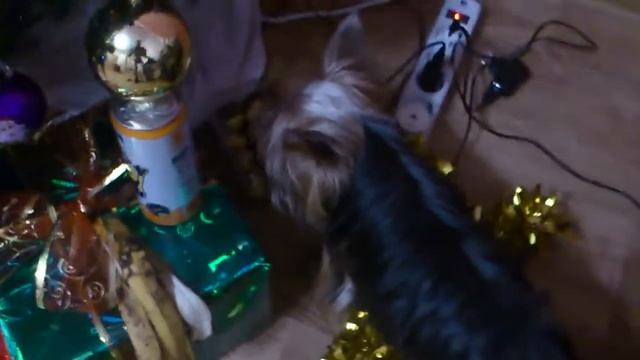 Собака выдаёт конфеты FERRERO ROCHER смотреть онлайн
