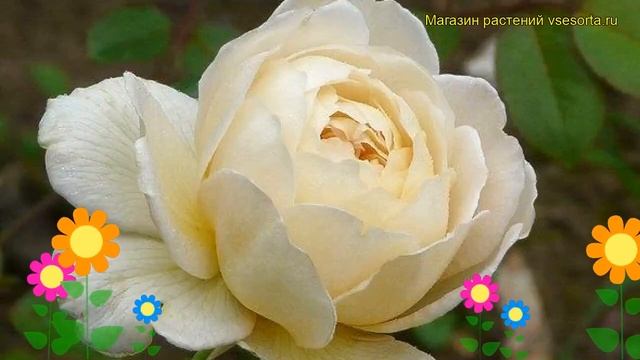 Роза кустовая Клэр Аустин. Краткий обзор, описание характеристик, где купить саженцы Claire Austin смотреть онлайн